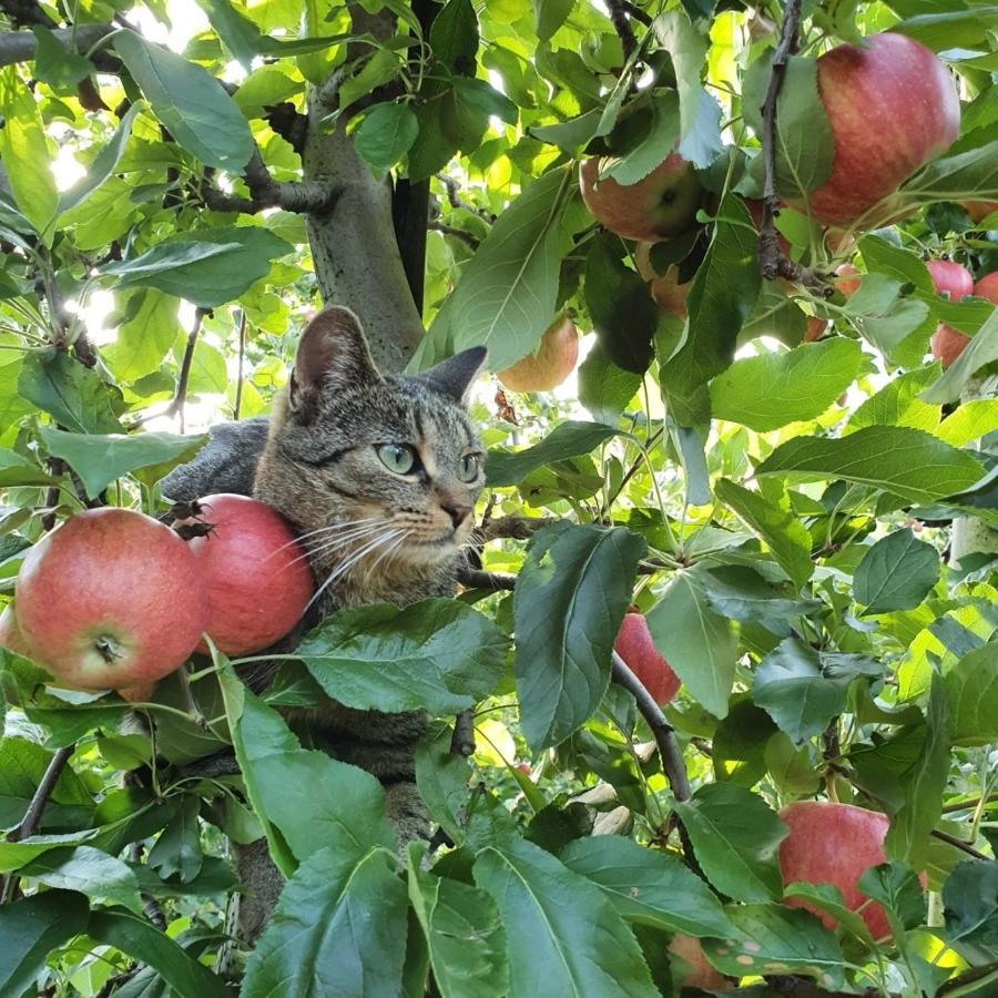 Mareinhof Vetzan-Apples,Apartment&More Silandro Ngoại thất bức ảnh